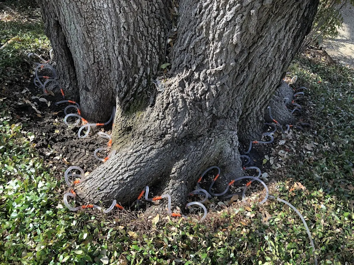 Detailed Shrub and Hedge Trimming job site in Point Comfort
